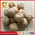 Hot Sale and New Crop Walnut in Shell